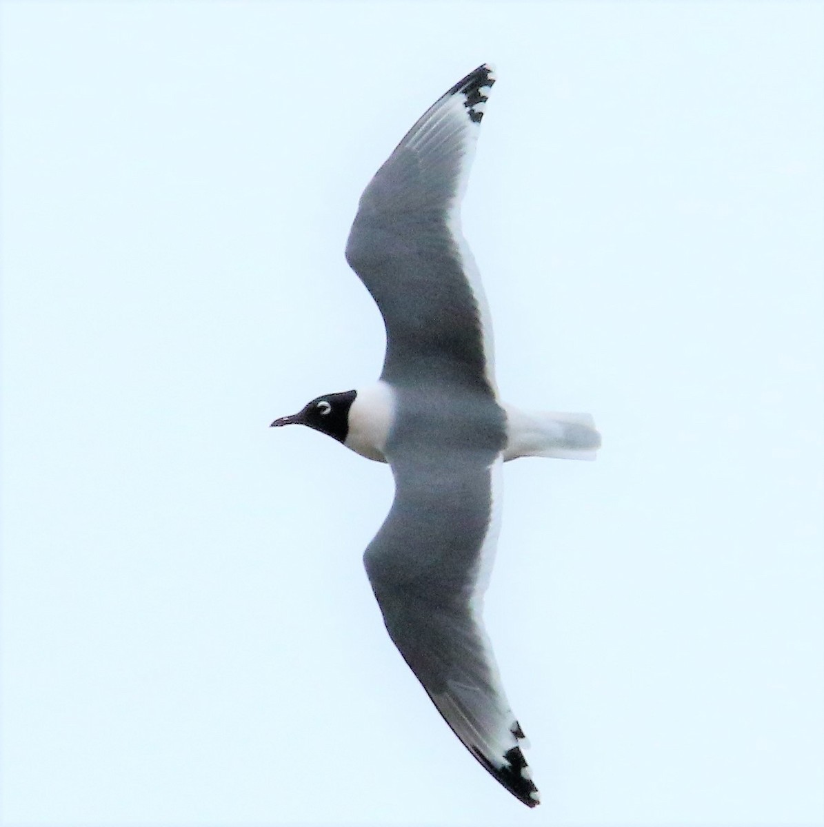 Franklin's Gull - ML99820891