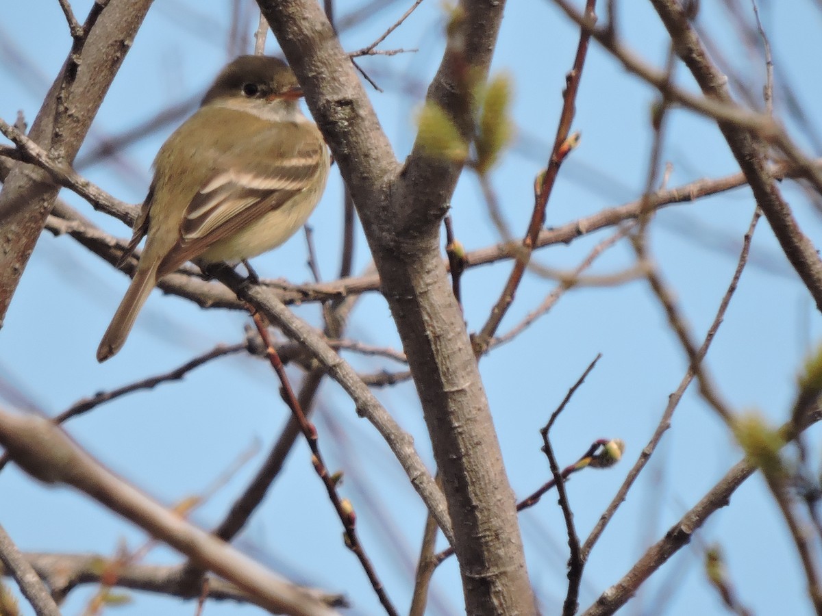 Willow Flycatcher - ML99822171