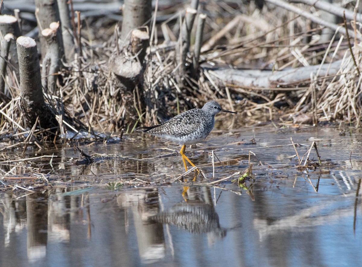 Lesser Yellowlegs - ML99822761