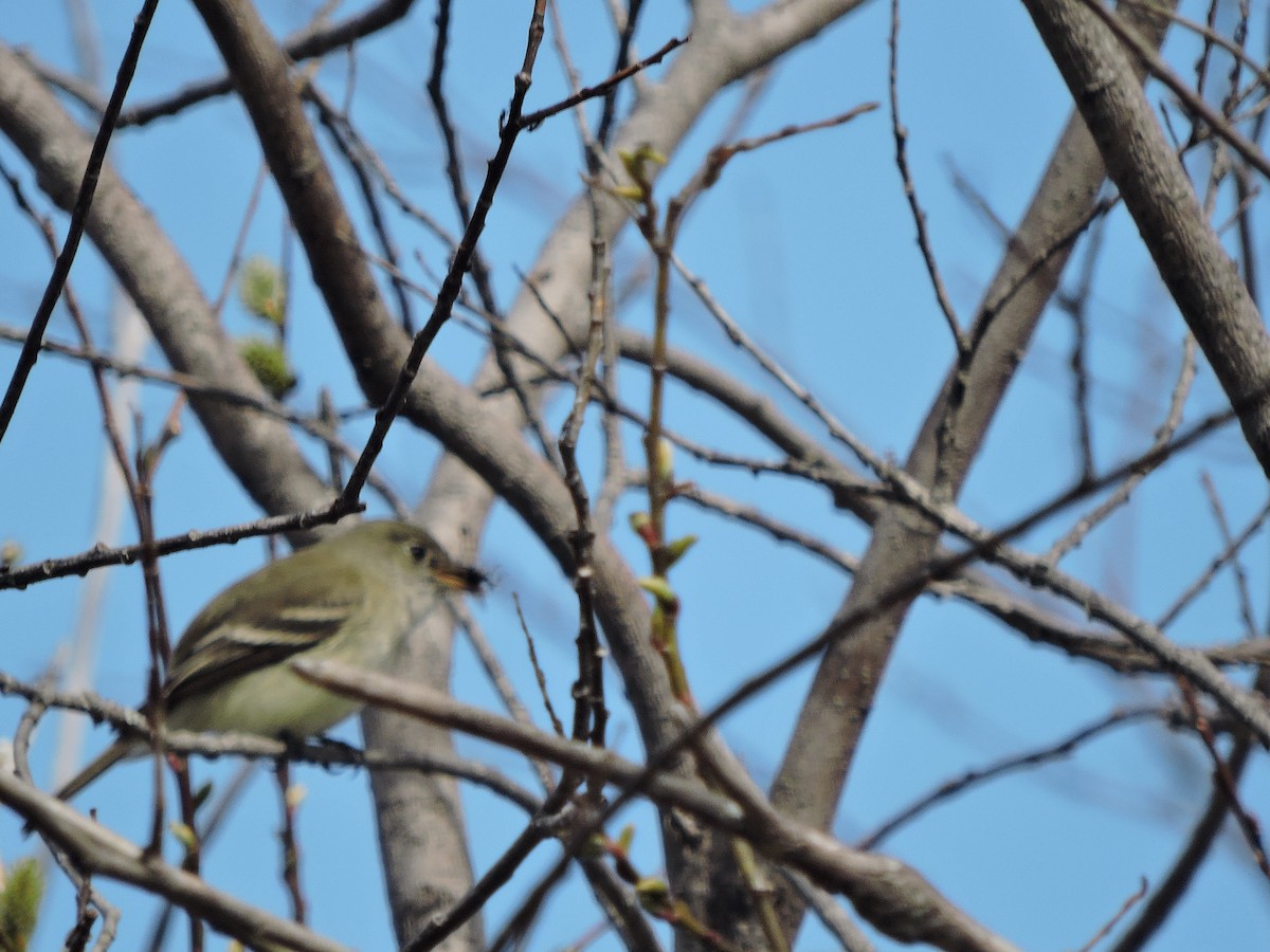 Willow Flycatcher - ML99823521