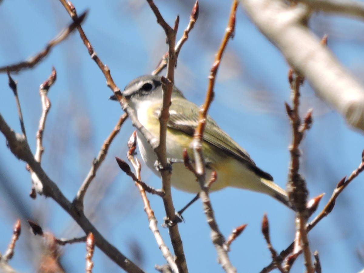 Blue-headed Vireo - Melody Walsh