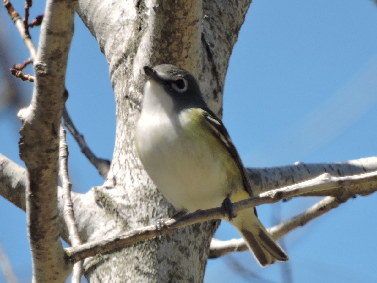 Blue-headed Vireo - Melody Walsh