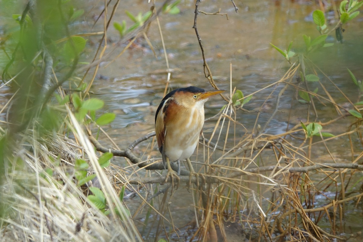 Least Bittern - ML99825451