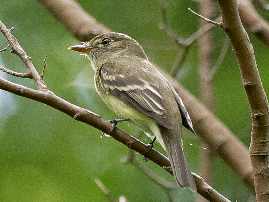 Yellow-bellied Flycatcher - ML99825531