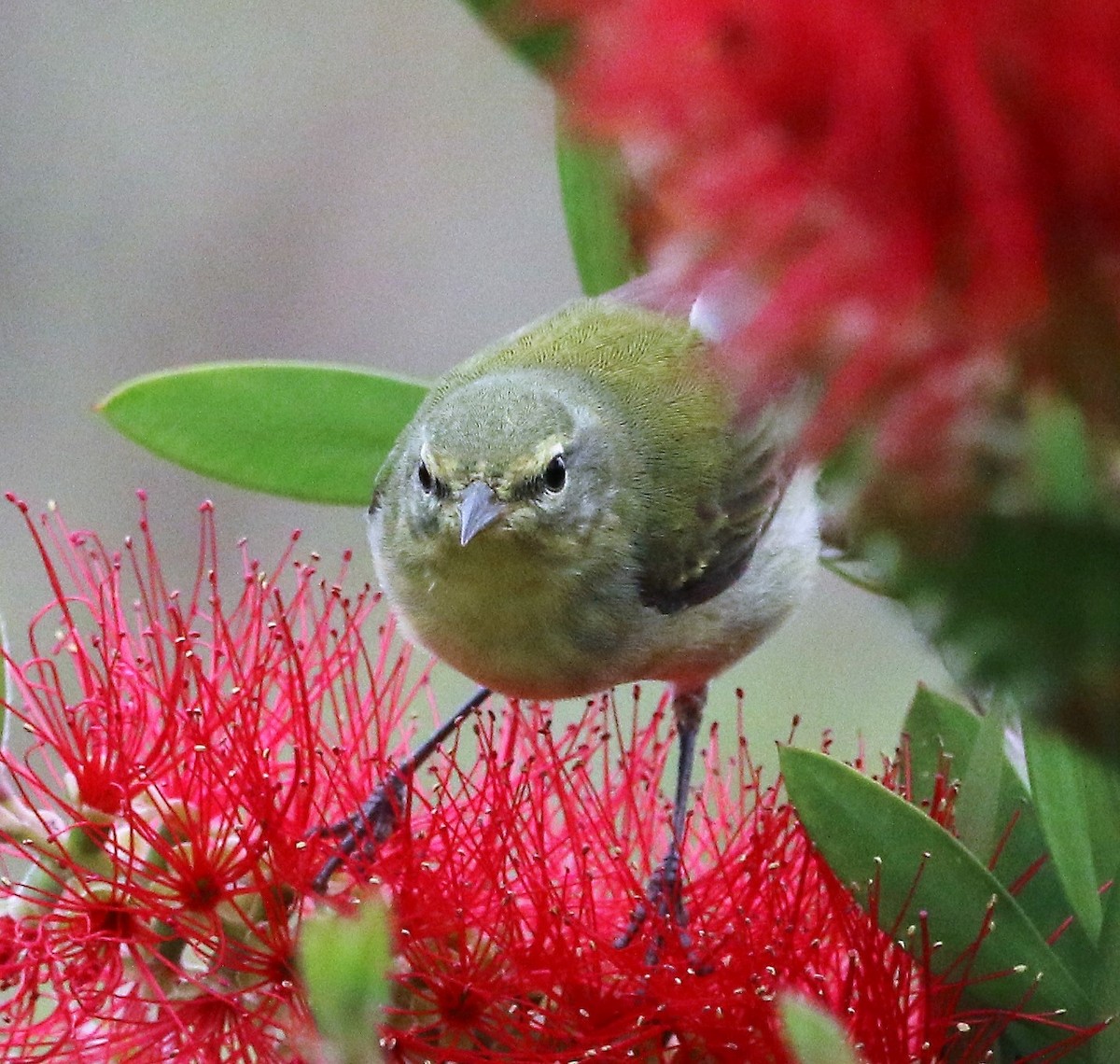 Tennessee Warbler - ML99825721