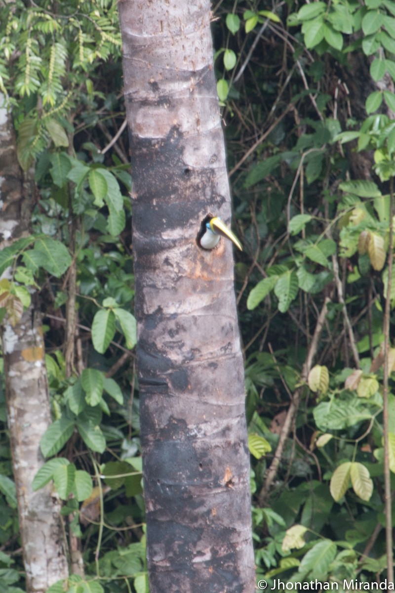 White-throated Toucan - ML99827151