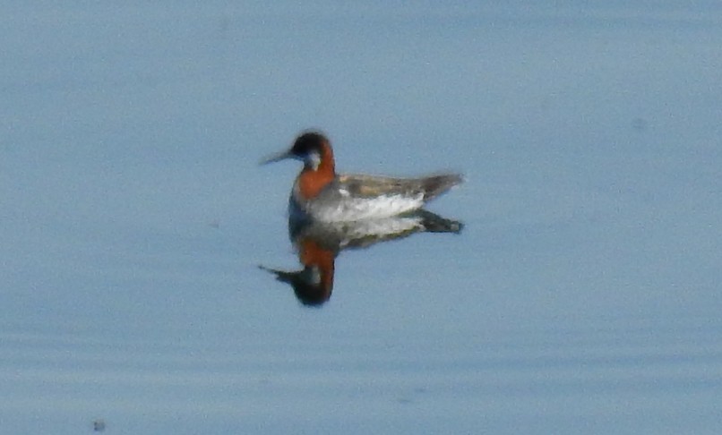 Red-necked Phalarope - ML99827401