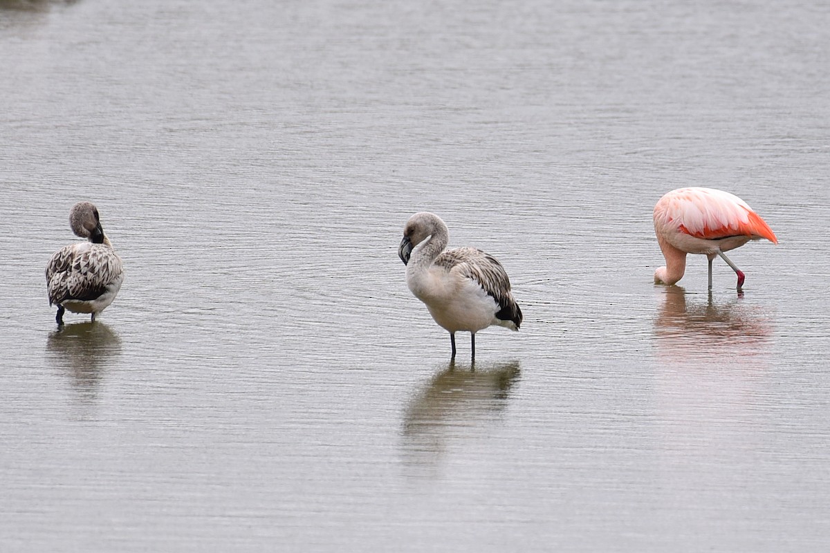 Chilean Flamingo - ML99827751