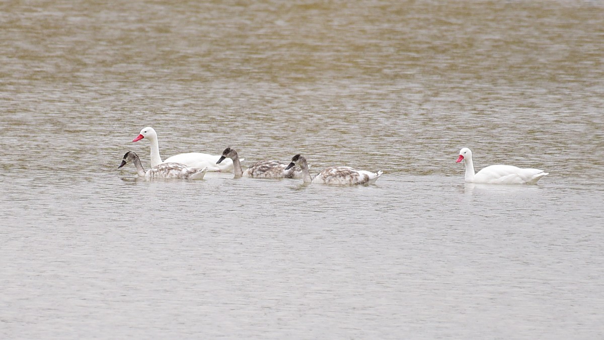 Cisne Coscoroba - ML99828411