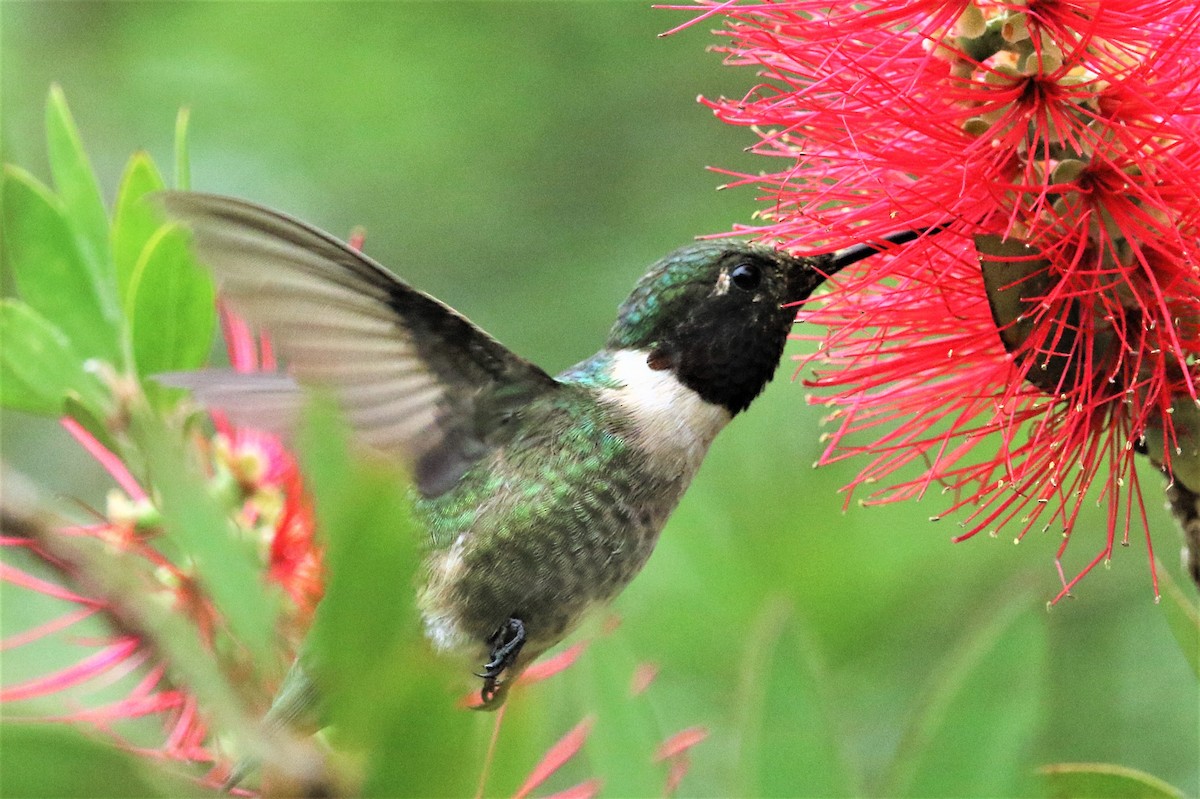 Ruby-throated Hummingbird - Ann Vaughan