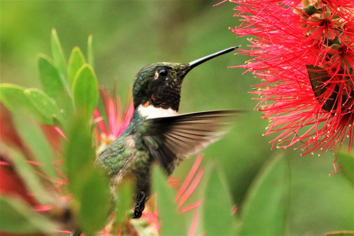 Colibrí Gorjirrubí - ML99829271