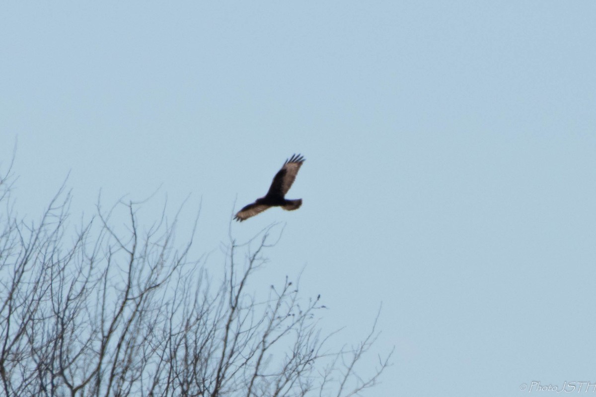 Red-tailed Hawk - ML99829481