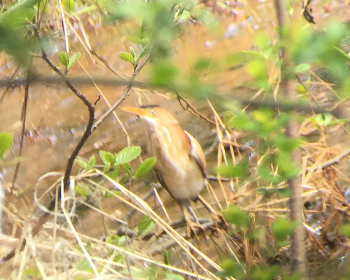 Least Bittern - ML99831711