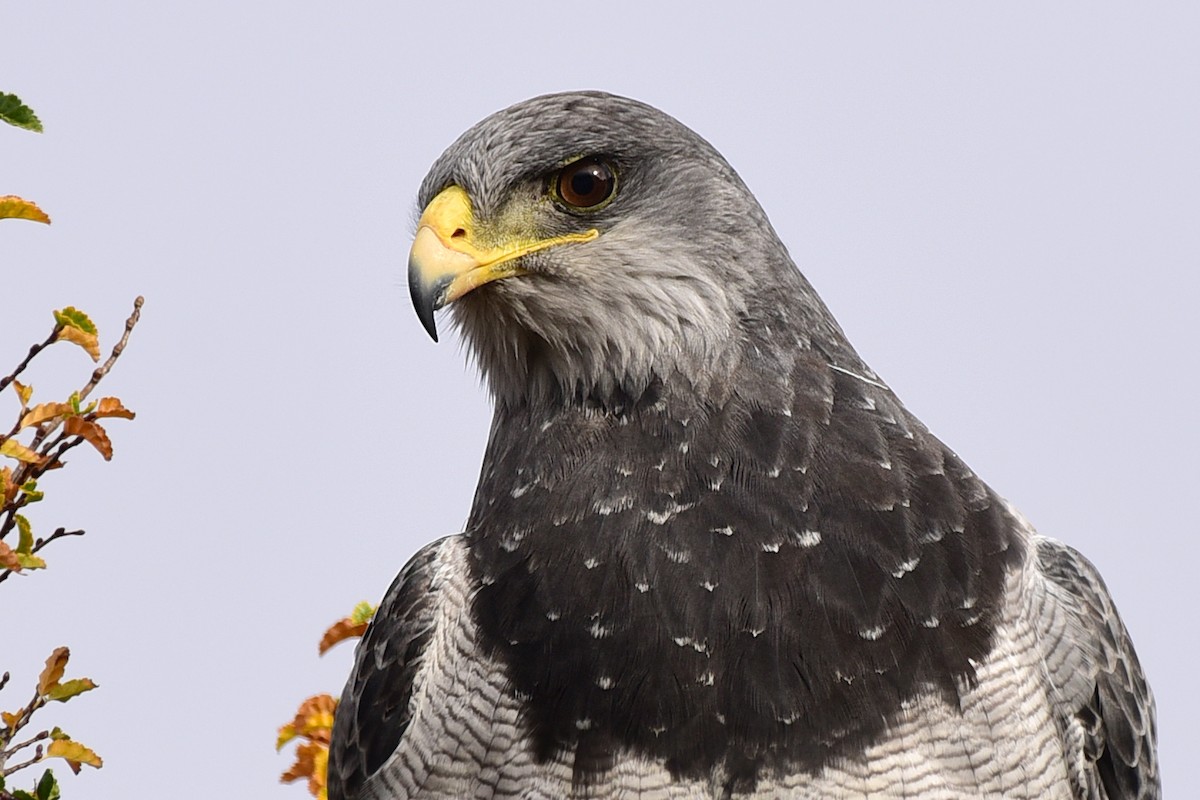 Black-chested Buzzard-Eagle - Luiz Moschini