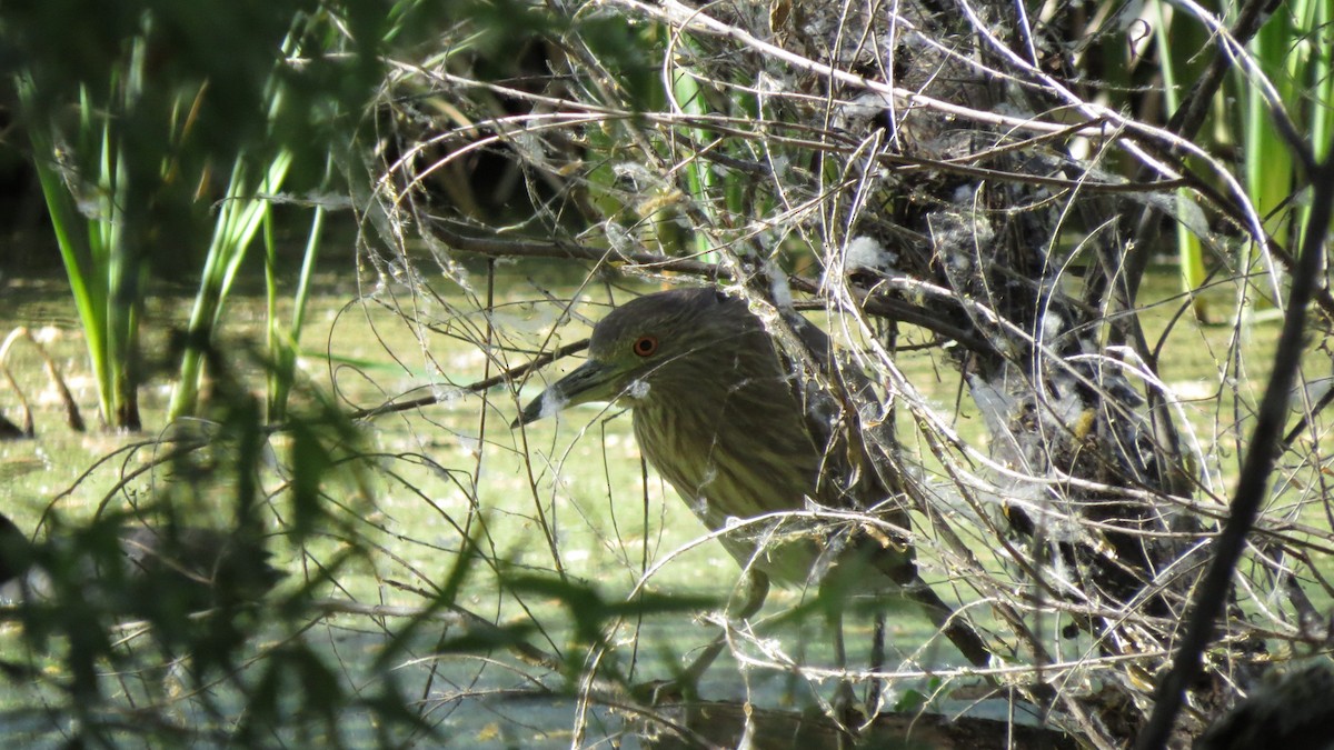 Black-crowned Night Heron - ML99832691