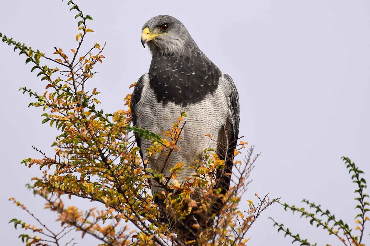 Black-chested Buzzard-Eagle - ML99832731