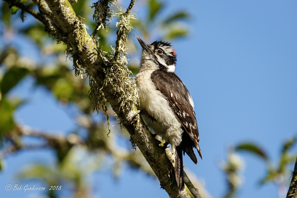 Downy Woodpecker - ML99832771