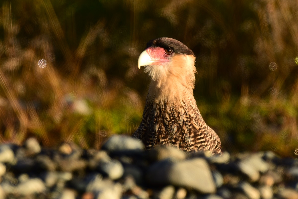 Caracara Carancho (sureño) - ML99832891