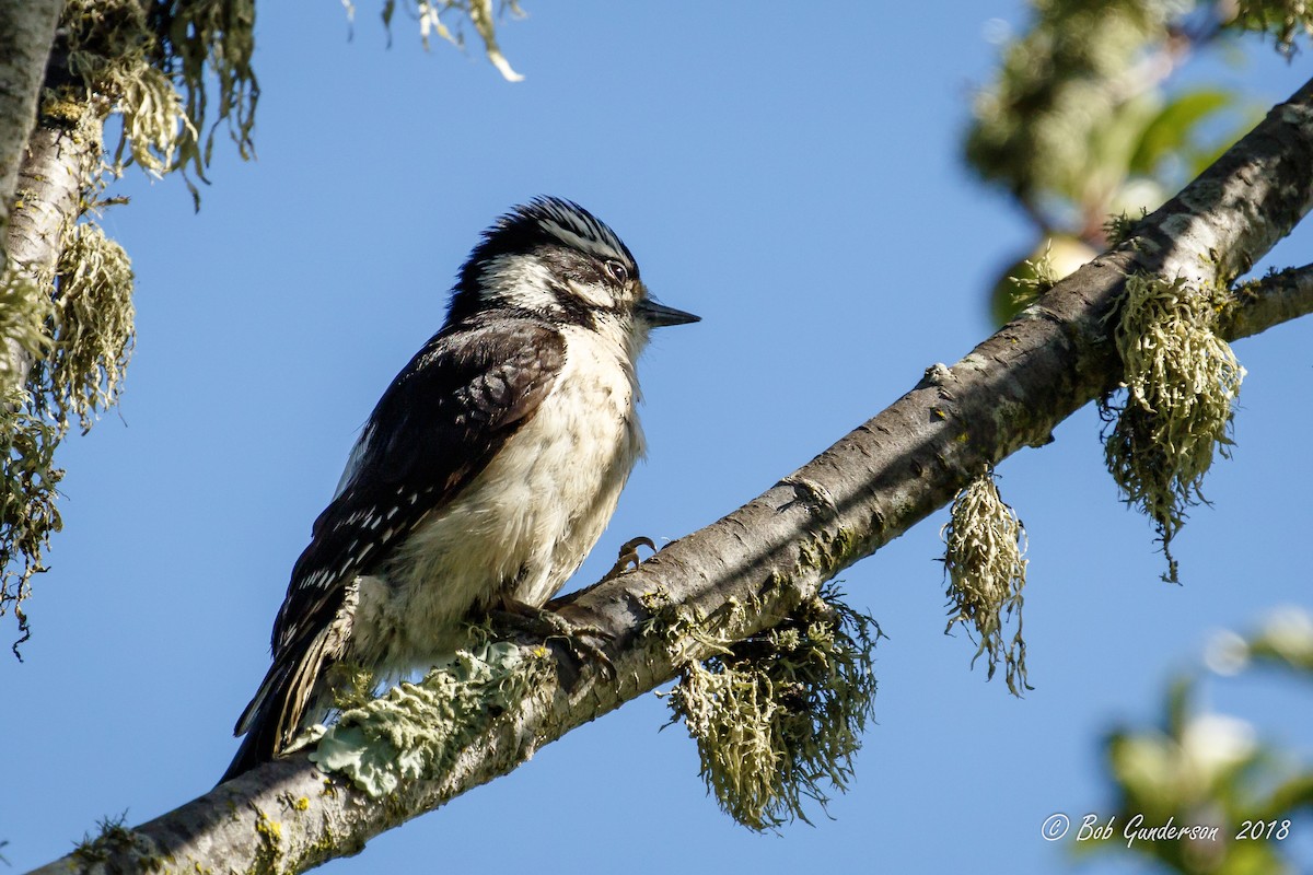 Downy Woodpecker - ML99832911