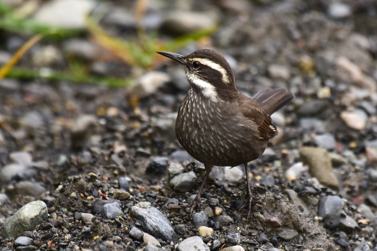 Dark-bellied Cinclodes - ML99833051