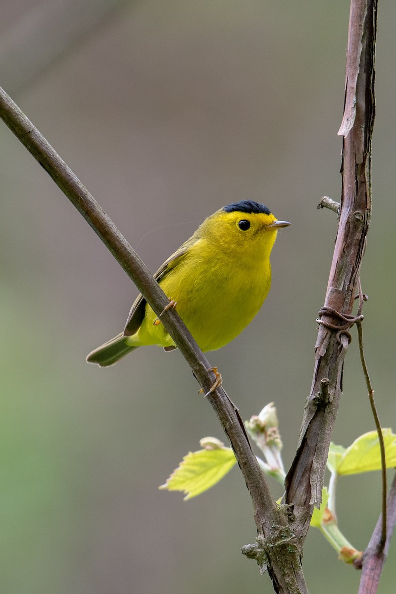 Wilson's Warbler - Steven Lester