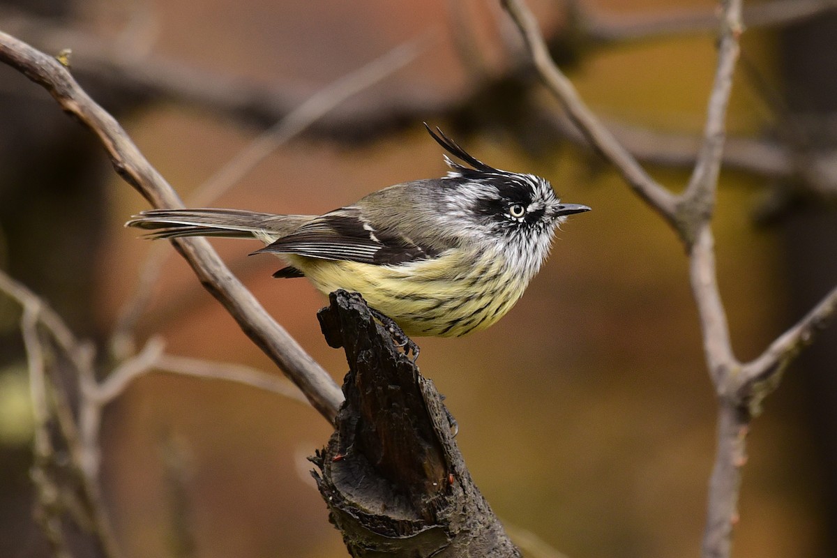 Tufted Tit-Tyrant - Luiz Moschini