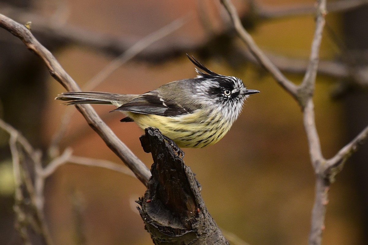 Taurillon mésange - ML99835161