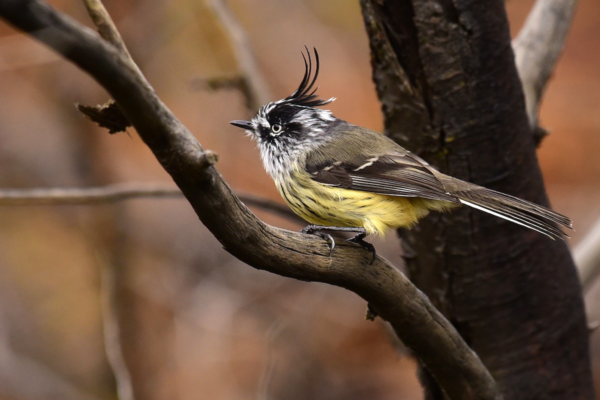 Tufted Tit-Tyrant - ML99835261