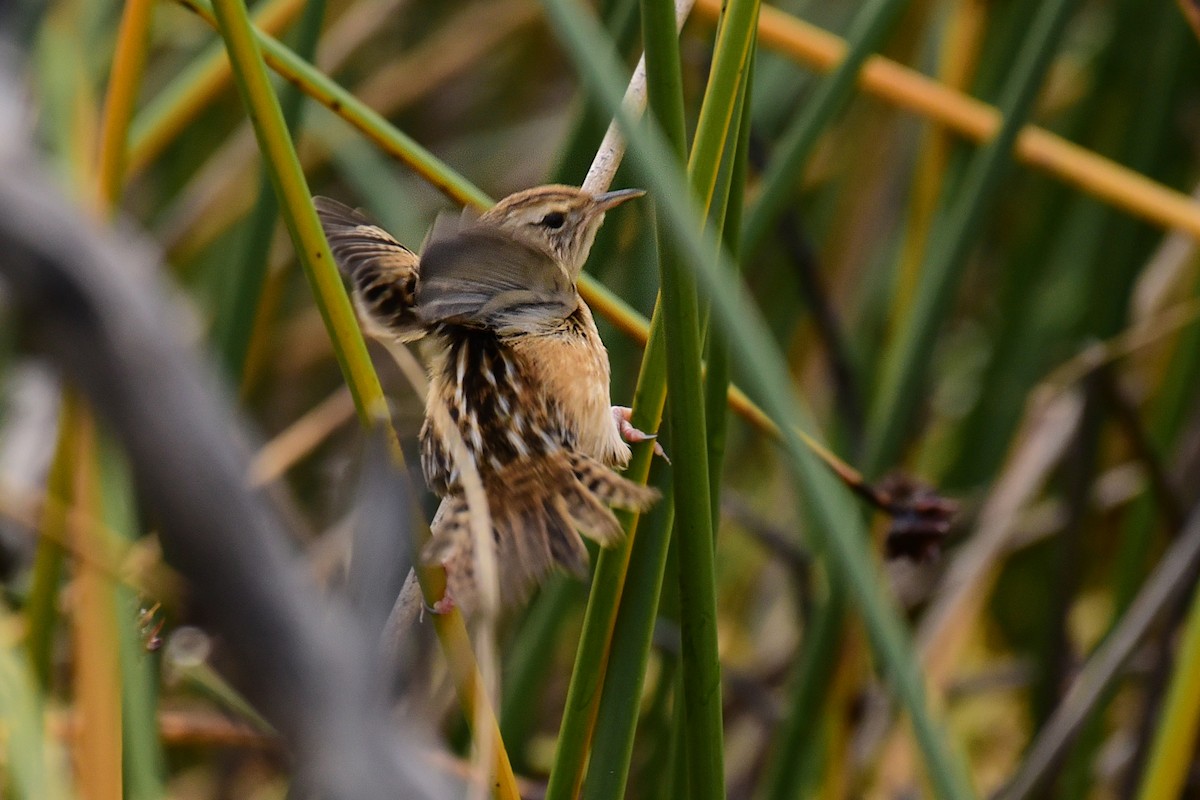 Wren-like Rushbird - ML99835901