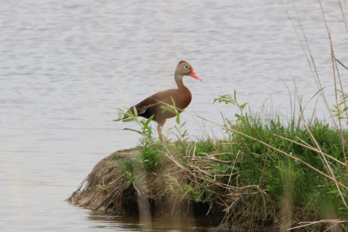 Black-bellied Whistling-Duck - Dee Long