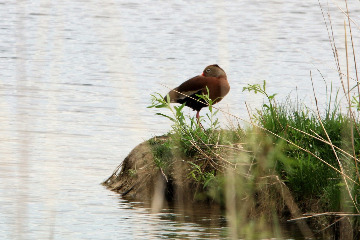 Black-bellied Whistling-Duck - Dee Long