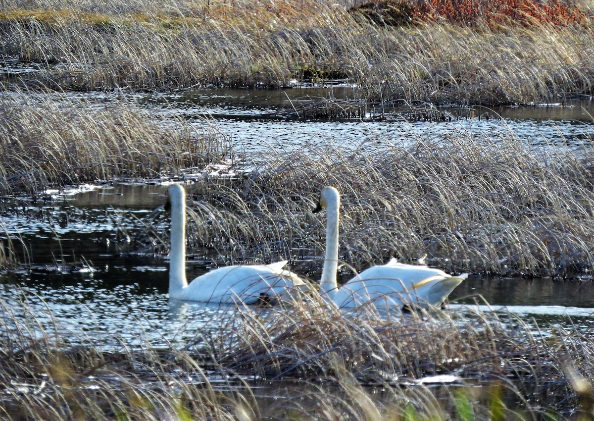 Cisne Trompetero - ML99836471