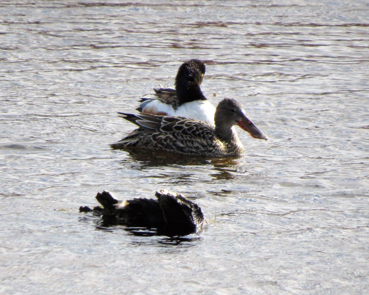 Northern Shoveler - ML99837311