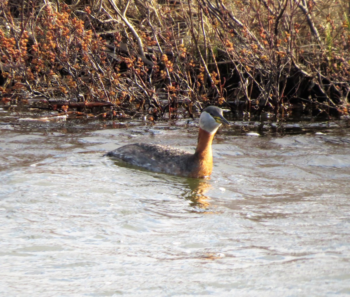 Red-necked Grebe - ML99838561