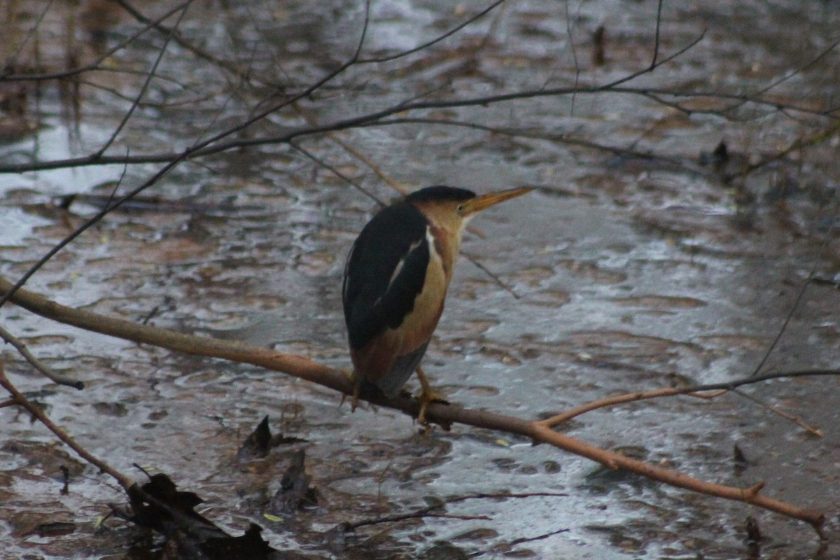 Least Bittern - ML99838771