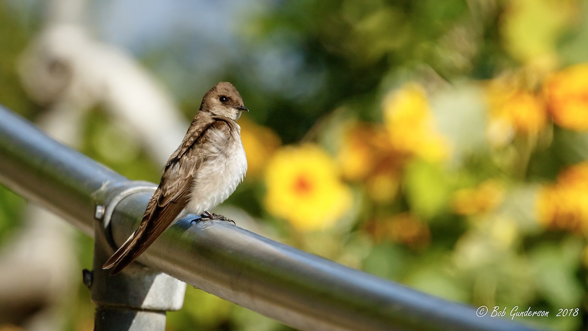 Northern Rough-winged Swallow - ML99840921