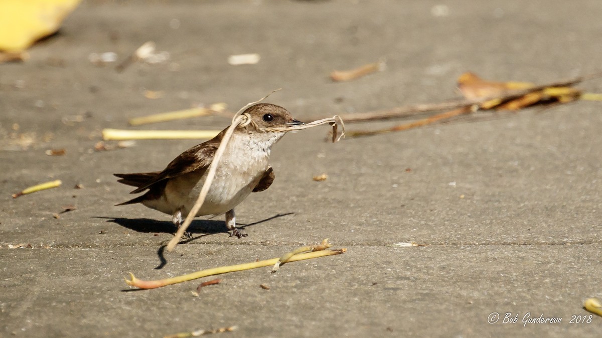 Northern Rough-winged Swallow - ML99841031