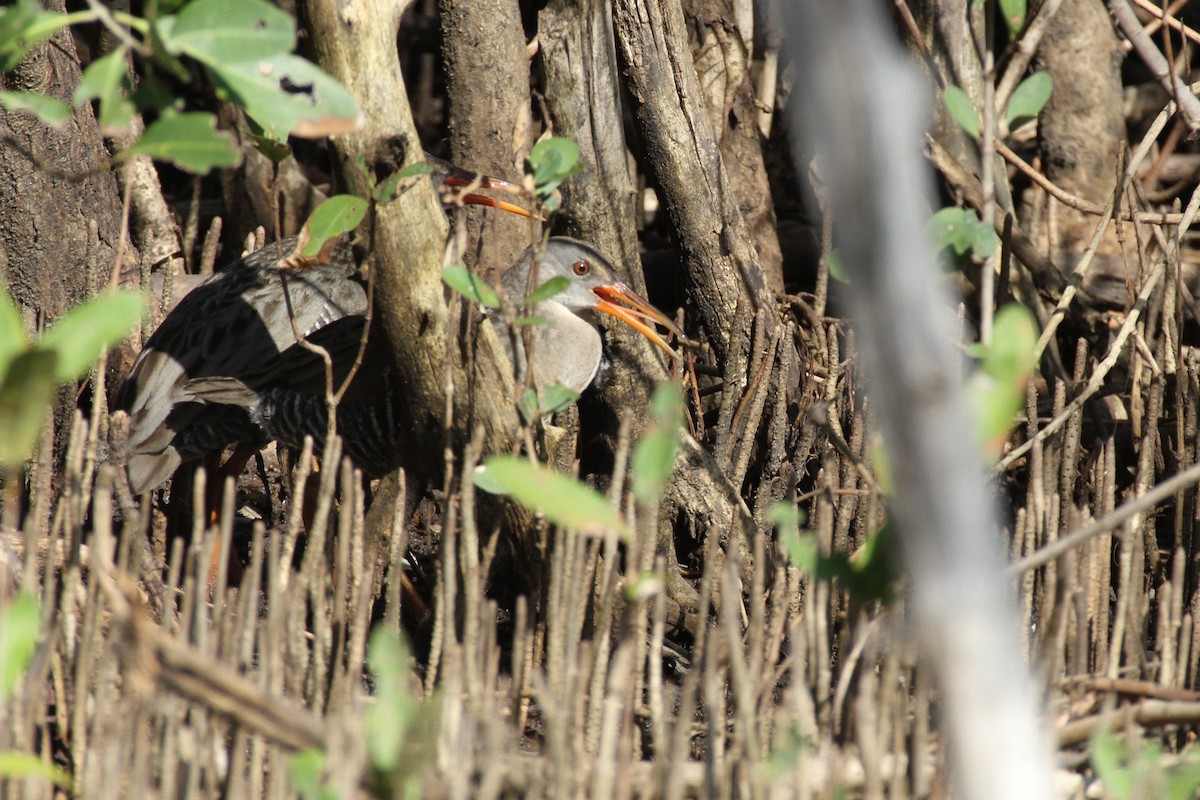 Mangrove Rail - ML99841791