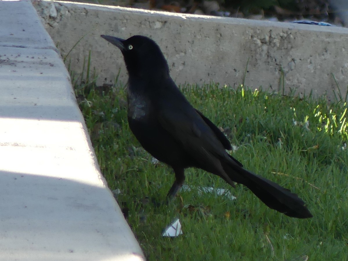 Great-tailed Grackle - Jon Manwaring