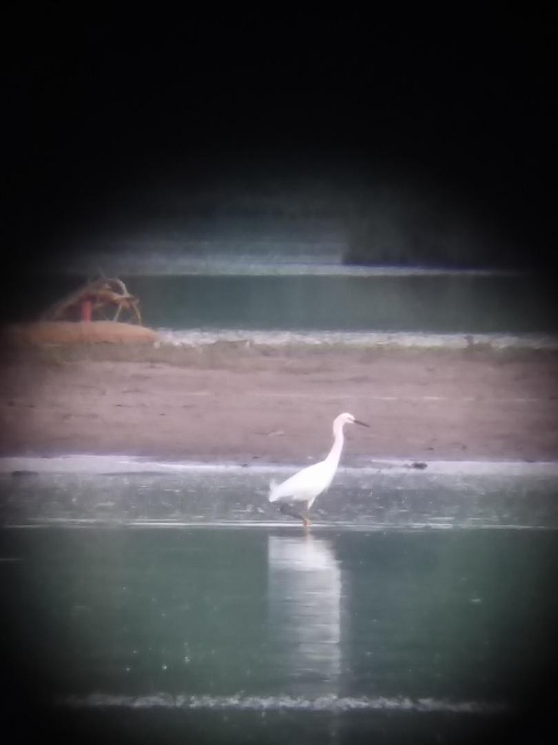 Snowy Egret - ML99845411