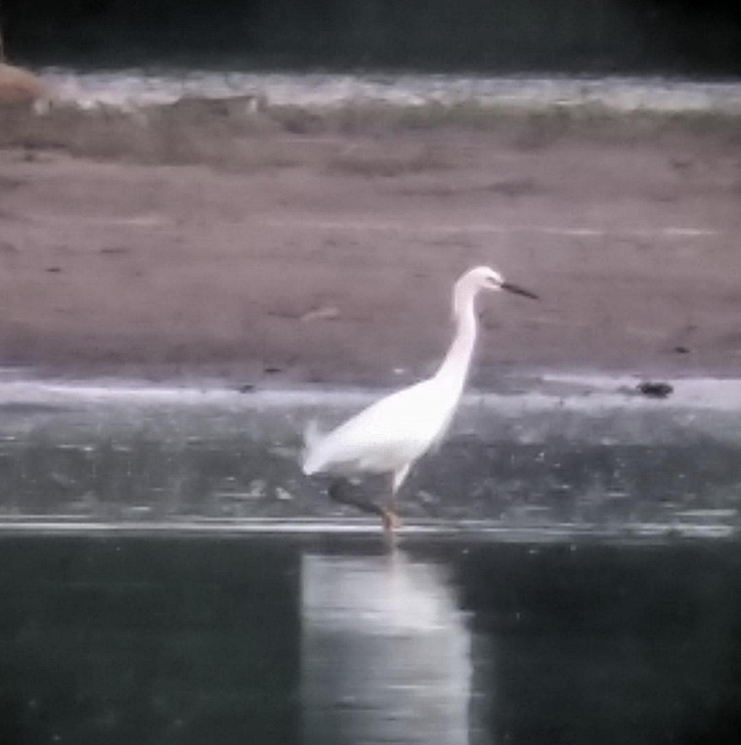 Snowy Egret - ML99845421