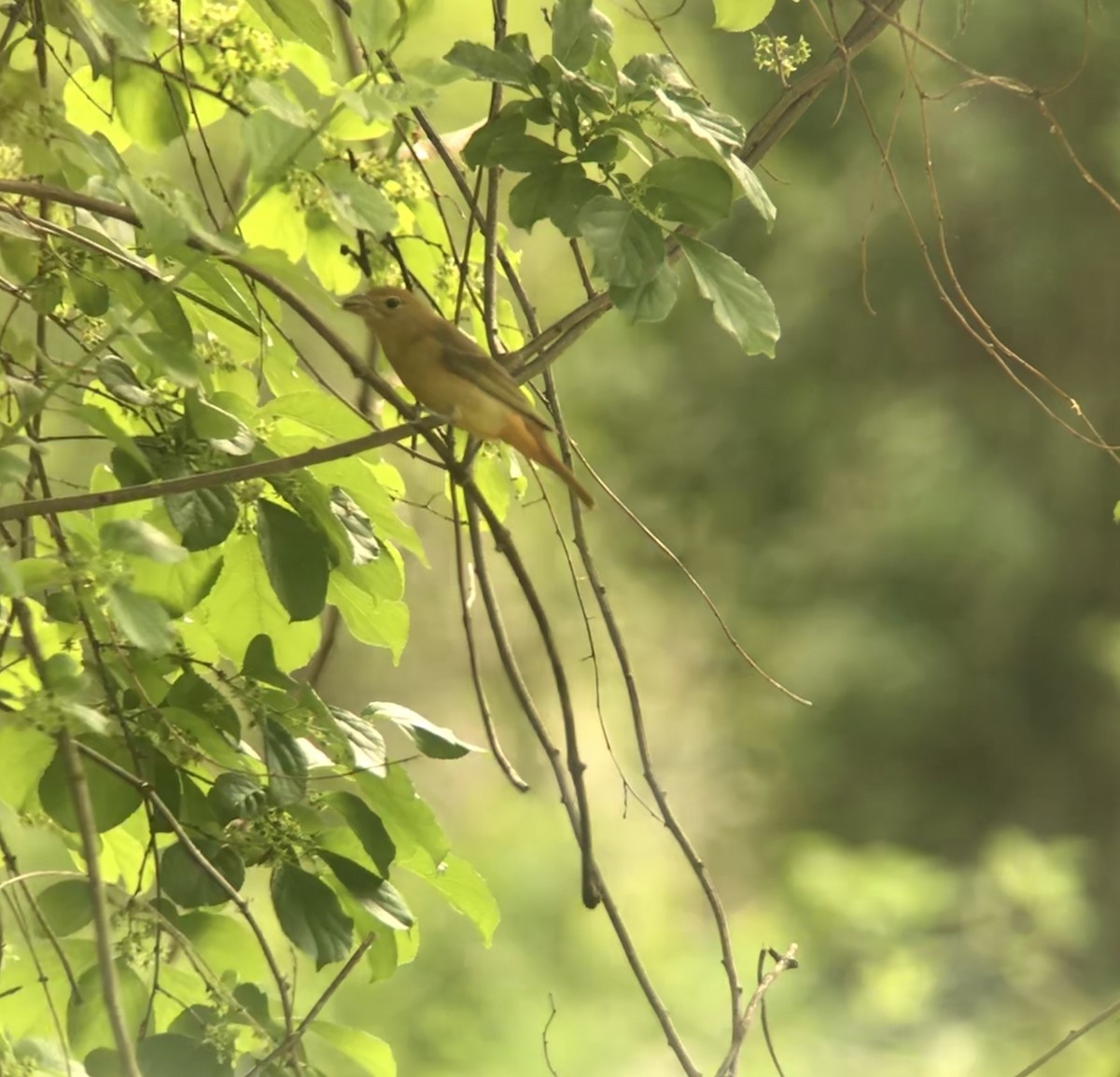 Summer Tanager - ML99845511
