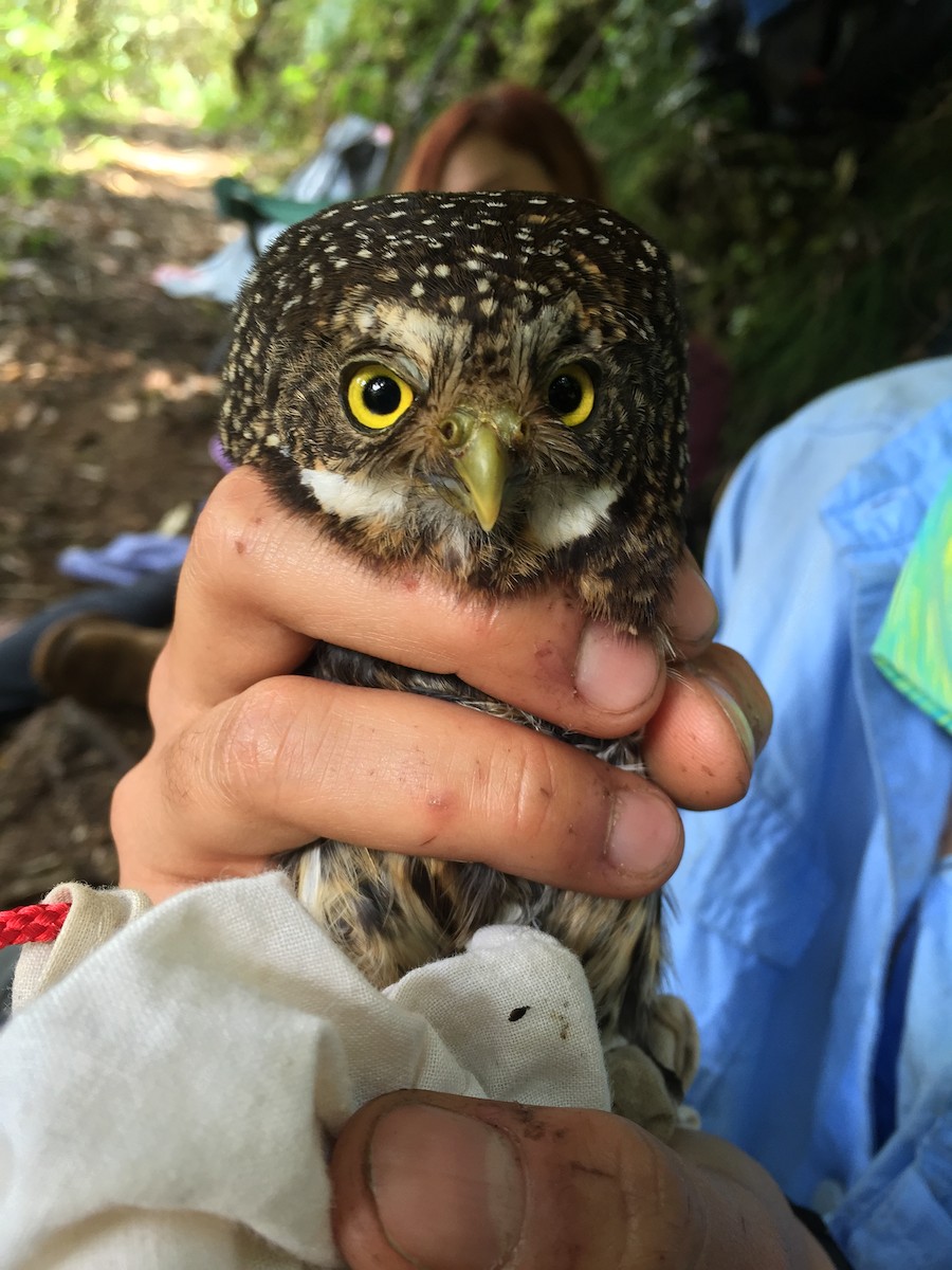 Yungas Pygmy-Owl - ML99845951