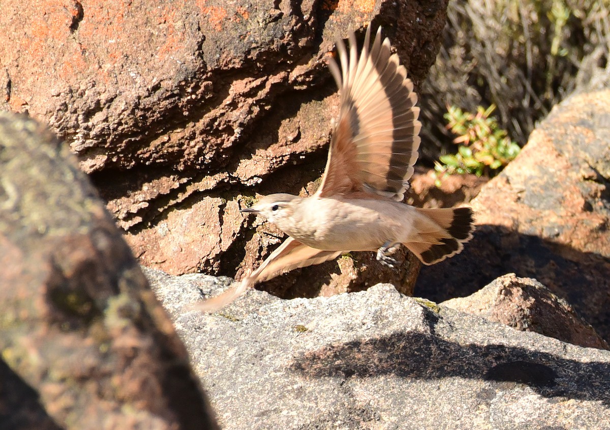 Rufous-banded Miner - Luiz Moschini