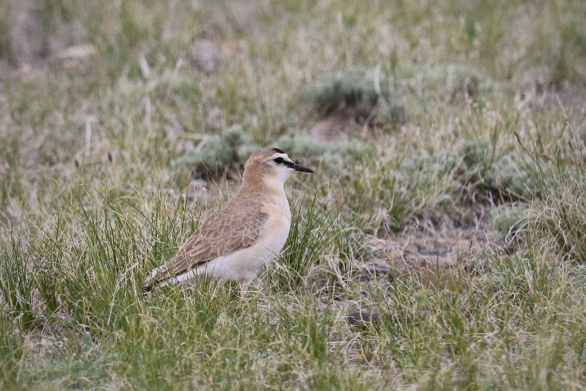 Mountain Plover - John  Campbell