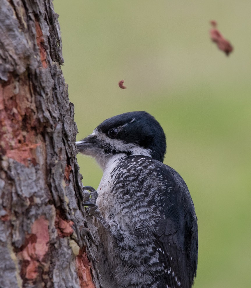 Black-backed Woodpecker - ML99848701