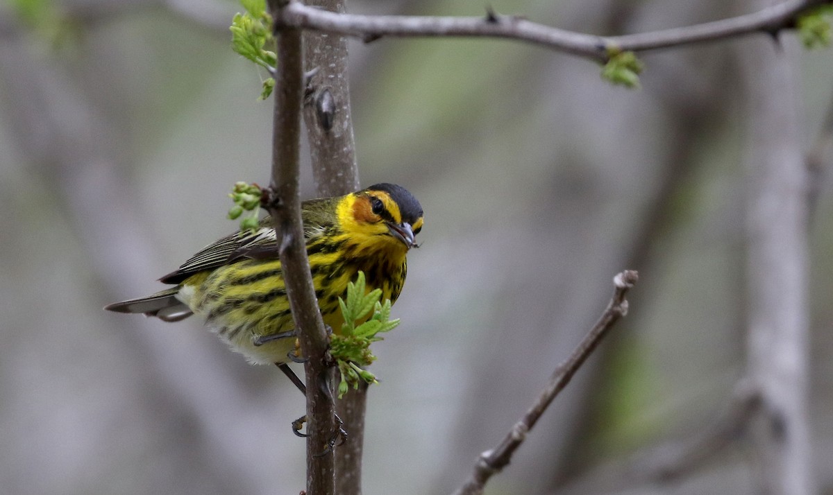 Cape May Warbler - Jay McGowan