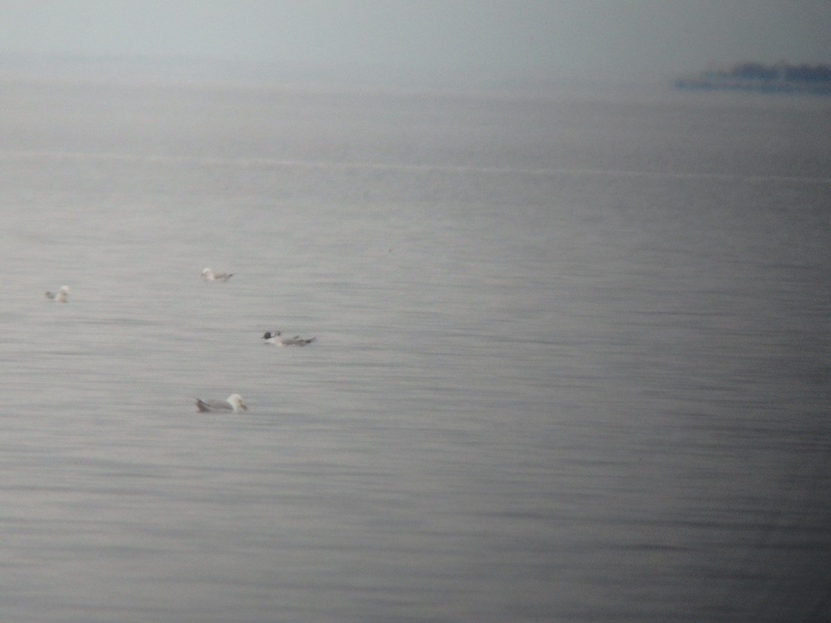 Mouette de Bonaparte - ML99850301