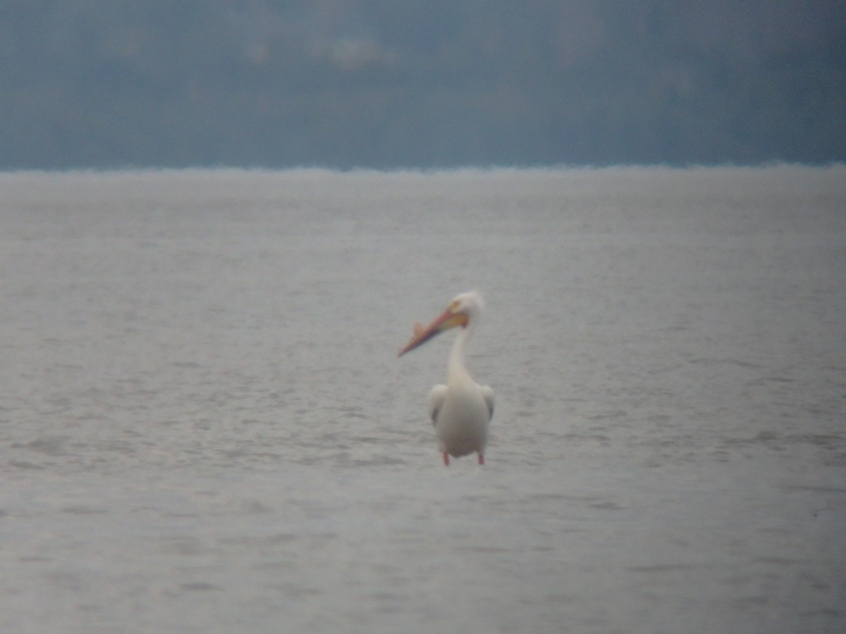 American White Pelican - ML99850841