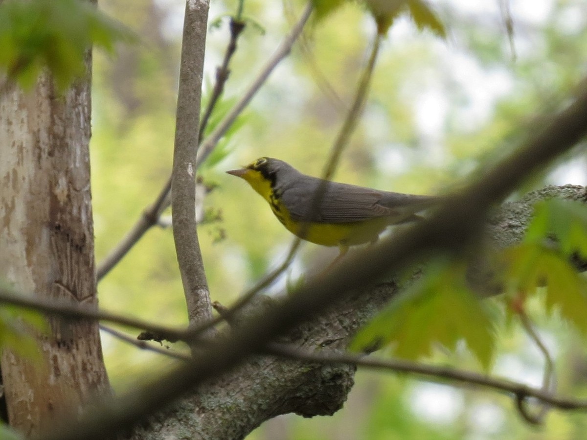 Canada Warbler - Joan Baker